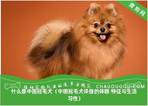 什么是中国冠毛犬（中国冠毛犬详细的体貌 特征与生活习性）